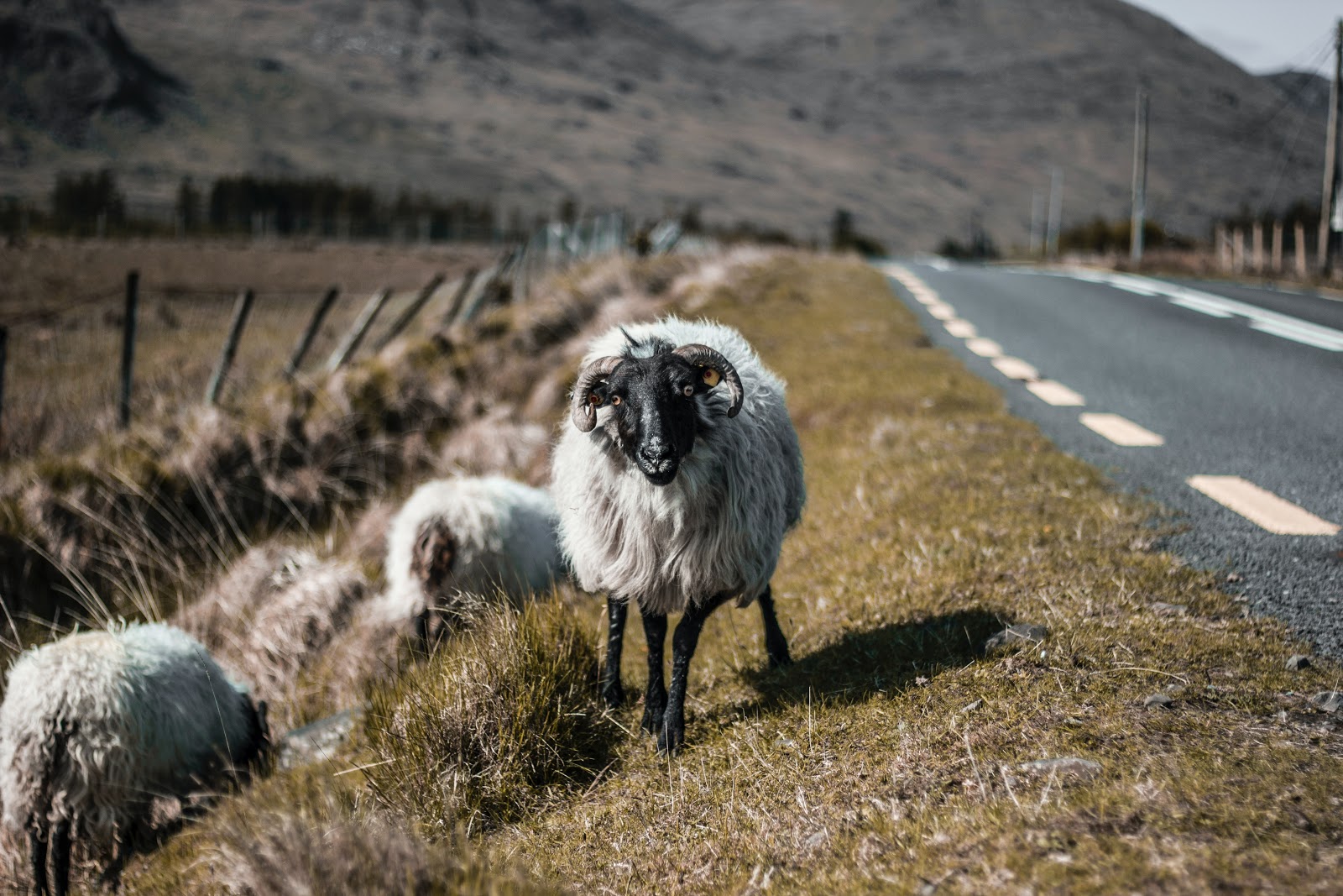 Sheep on a country road.