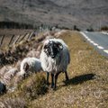 Sheep on a country road.