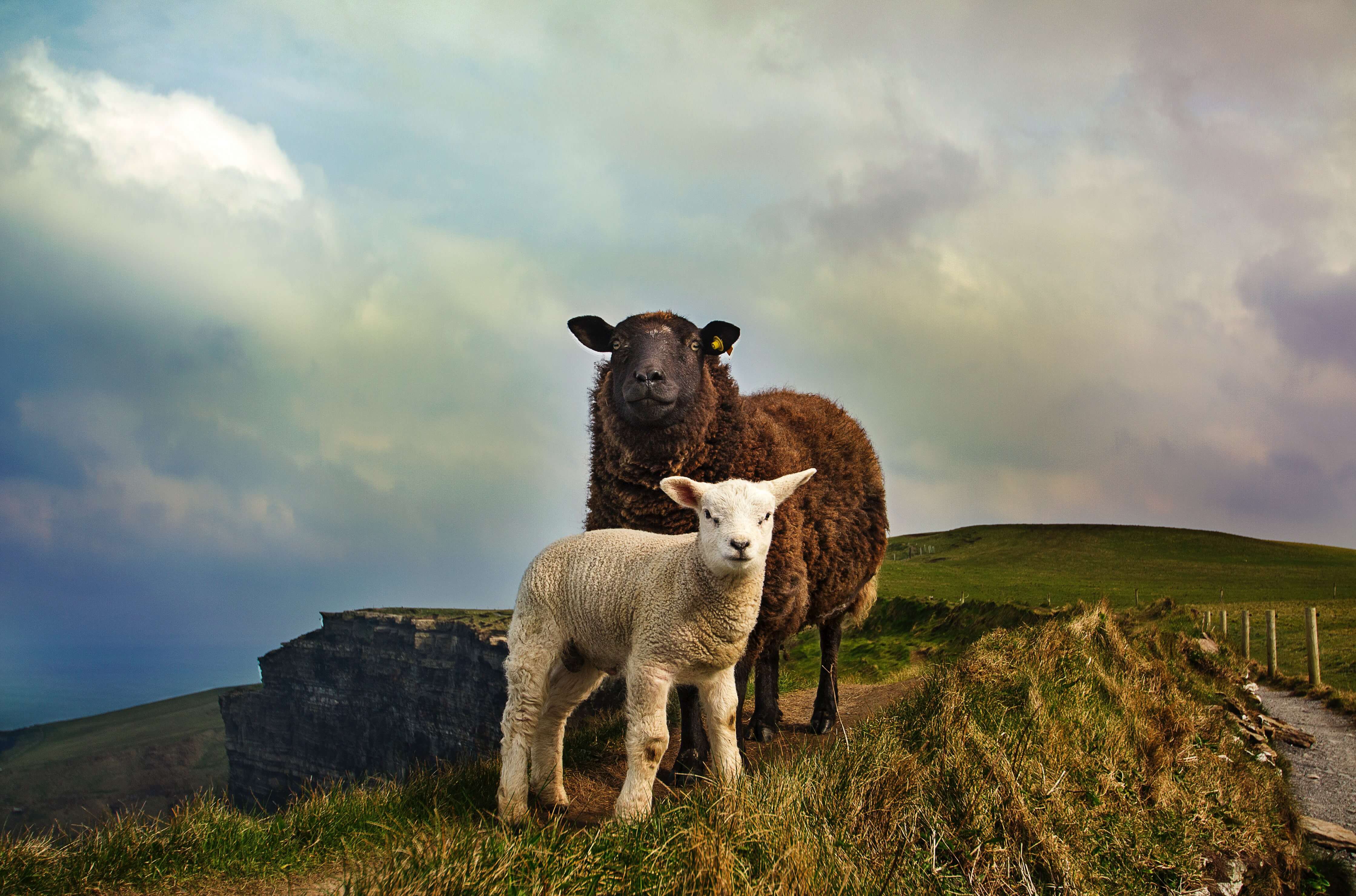 Livestock on side of country road Ireland